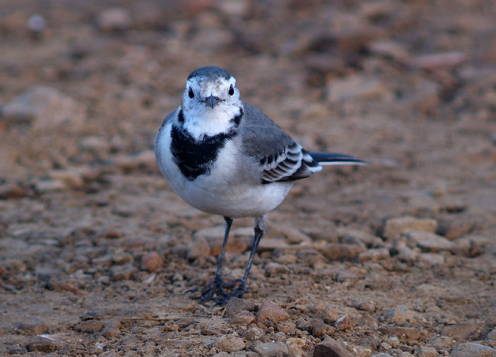 ballerina bianca - Motacilla alba